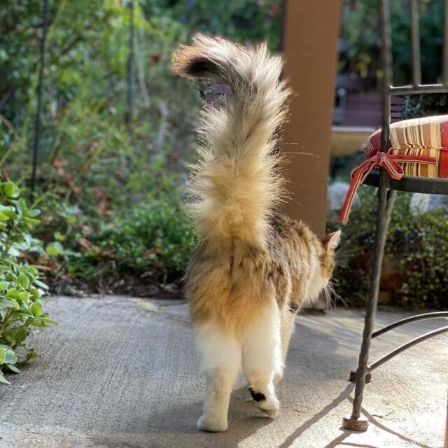 CattyCorner: 7 Essential Questions Every Cat Owner Should Ask