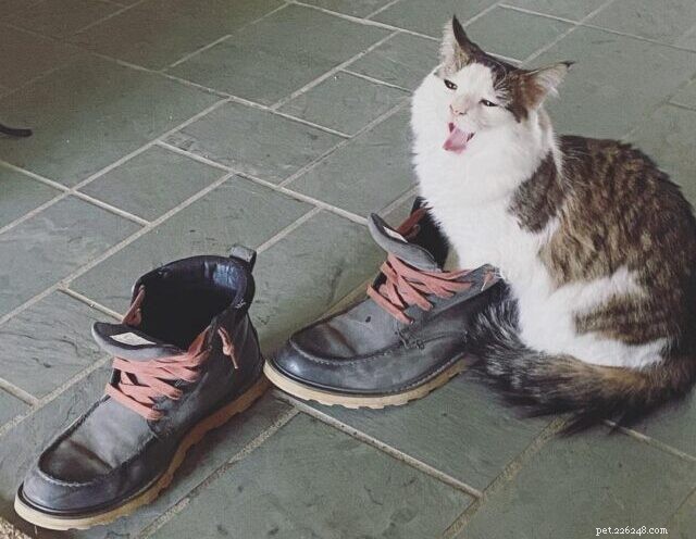 CattyCorner: 7 Essential Questions Every Cat Owner Should Ask