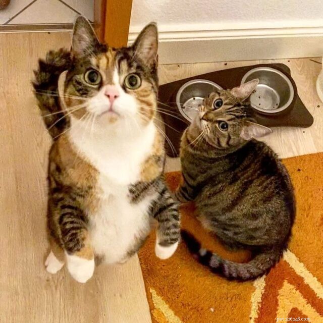 CattyCorner: 7 Essential Questions Every Cat Owner Should Ask