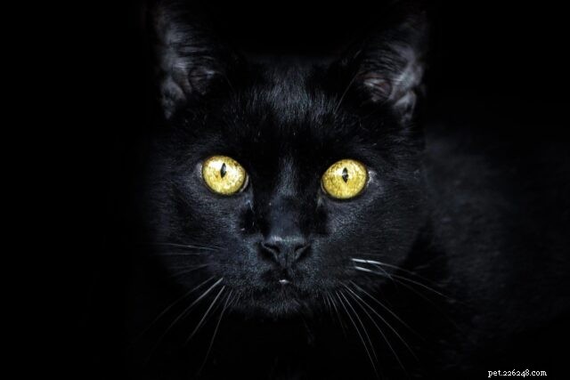 What Cats Really See: Debunking Myths About Their Vision