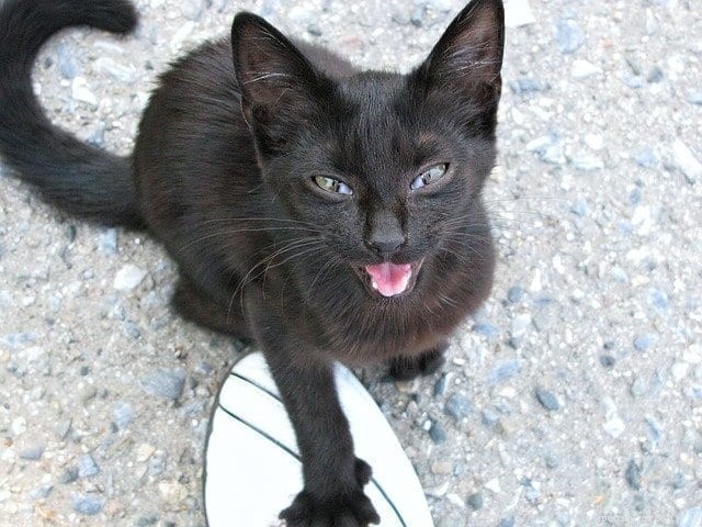 MeowTalk App Decodes Cat Meows, Bridging the Language Gap