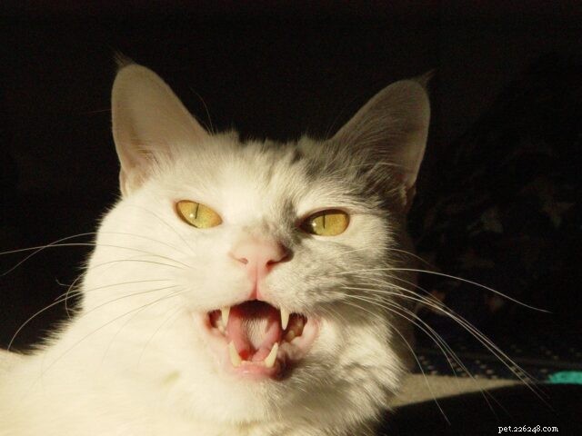 MeowTalk App Decodes Cat Meows, Bridging the Language Gap