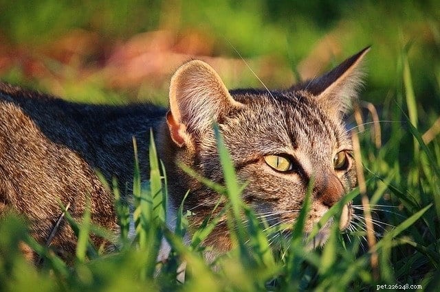 New Study Reveals Five Distinct Cat Personality Types