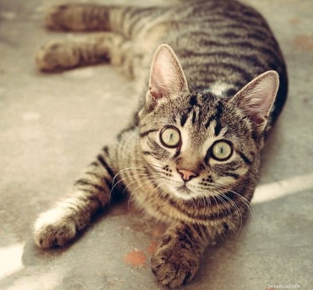 5 Signs Your Cat Is Unhappy – How to Spot the Hidden Signals