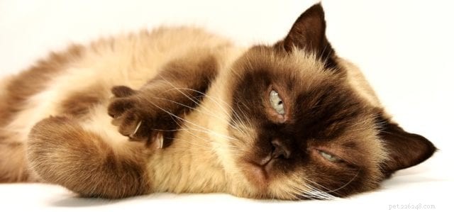 5 Signs Your Cat Is Unhappy – How to Spot the Hidden Signals