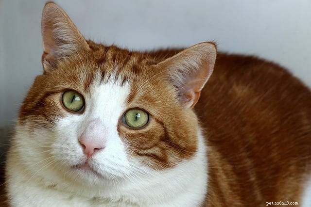 New Study Reveals Five Distinct Cat Personality Types