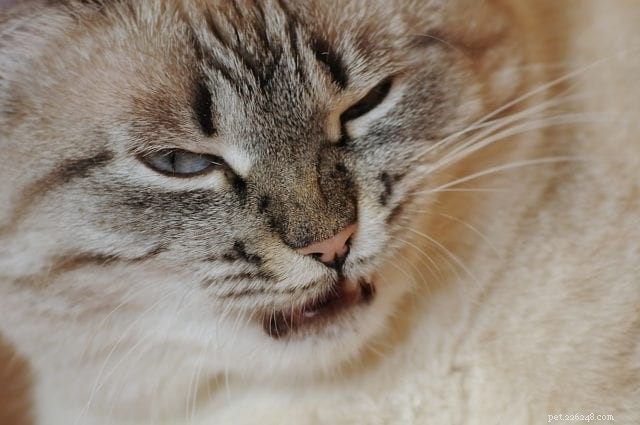 5 Signs Your Cat Is Unhappy – How to Spot the Hidden Signals