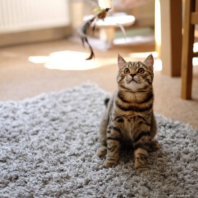 CattyCorner: Unlock Your Cat’s Joy with Wand Toys