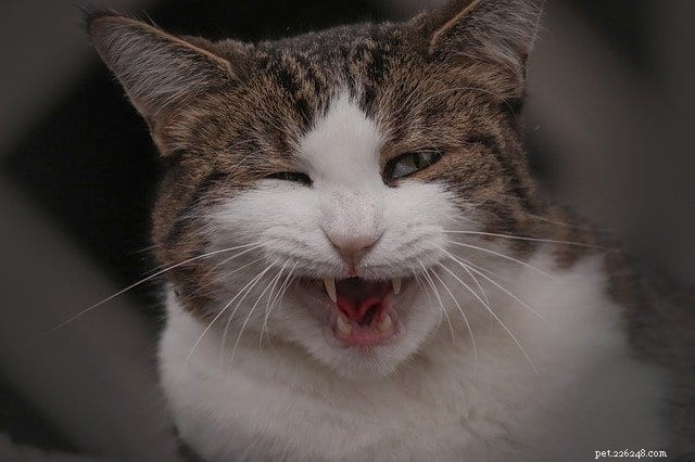 New Study Reveals Five Distinct Cat Personality Types