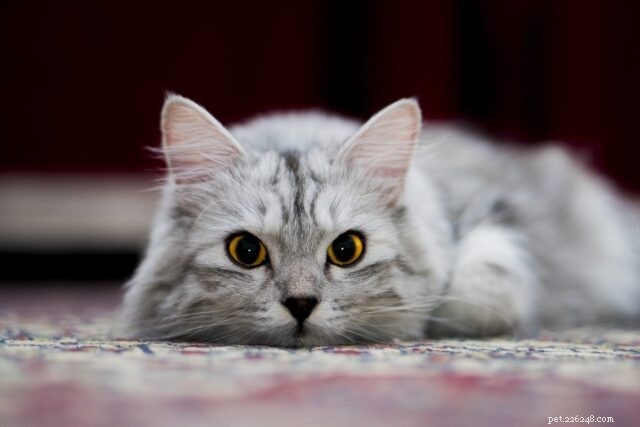 New Study Reveals Five Distinct Cat Personality Types