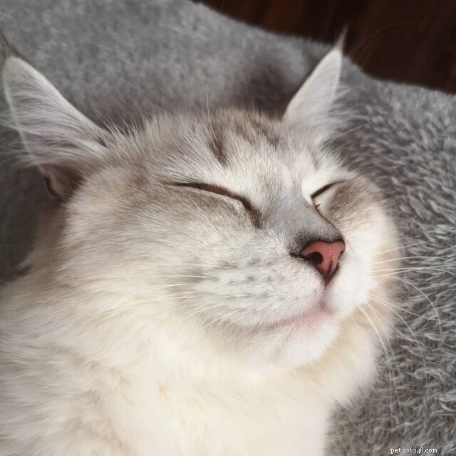New Research Confirms Slow Blinks Signal Trust and Affection in Cats