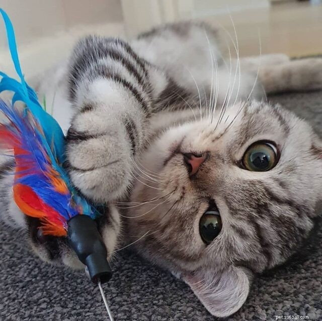 CattyCorner: Unlock Your Cat’s Joy with Wand Toys
