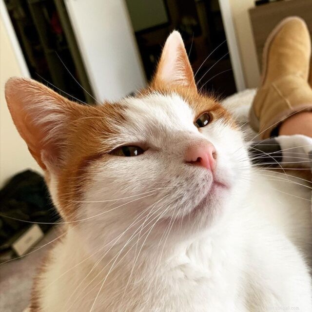 New Research Confirms Slow Blinks Signal Trust and Affection in Cats