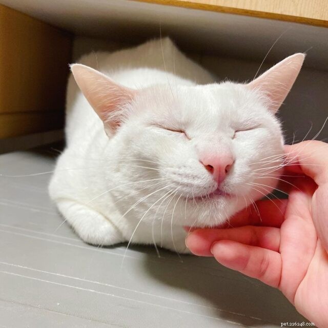 New Research Confirms Slow Blinks Signal Trust and Affection in Cats