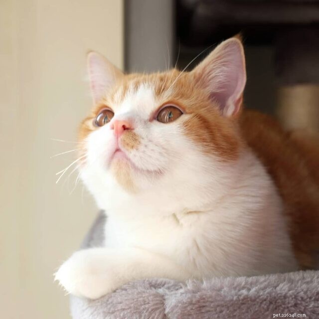 New Research Confirms Slow Blinks Signal Trust and Affection in Cats