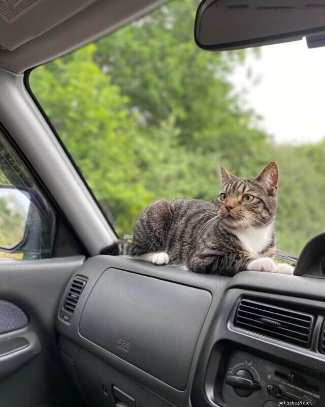 Smooth Road Trips: Expert Tips to Keep Your Cat Calm and Comfortable