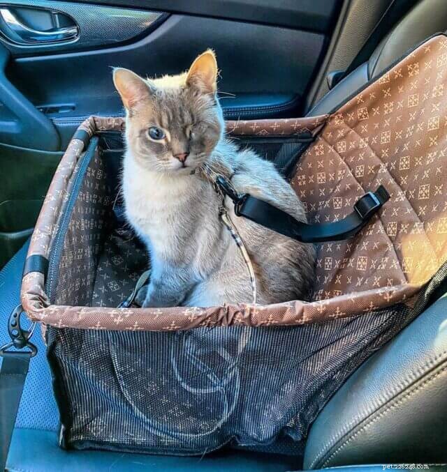Smooth Road Trips: Expert Tips to Keep Your Cat Calm and Comfortable