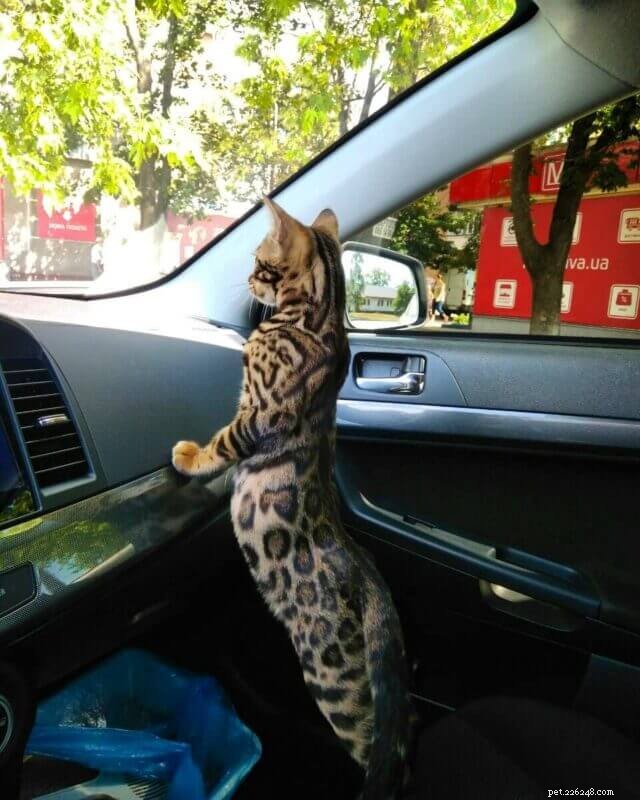 Smooth Road Trips: Expert Tips to Keep Your Cat Calm and Comfortable