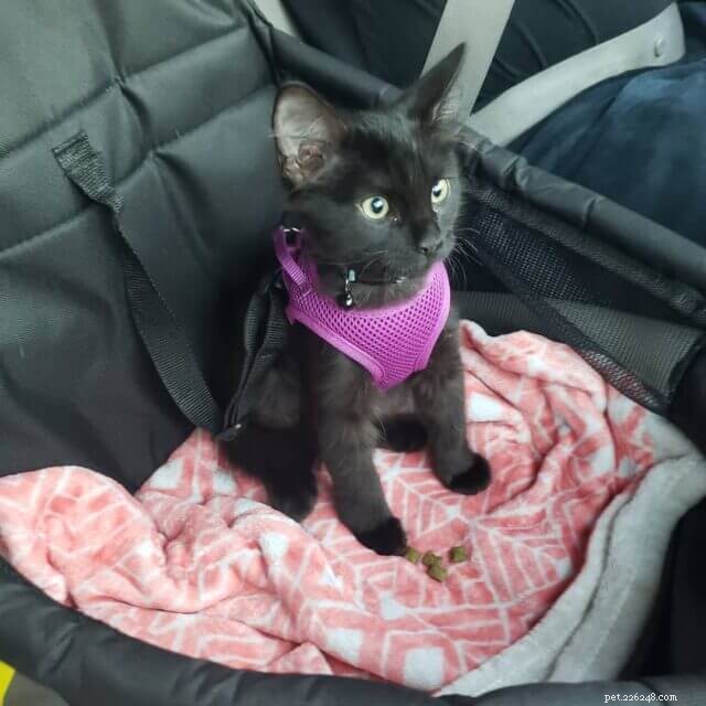 Smooth Road Trips: Expert Tips to Keep Your Cat Calm and Comfortable