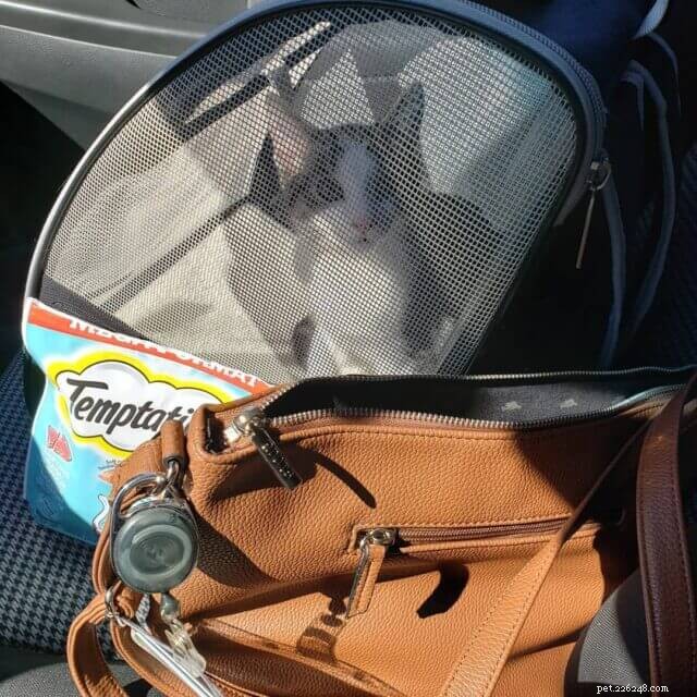 Smooth Road Trips: Expert Tips to Keep Your Cat Calm and Comfortable