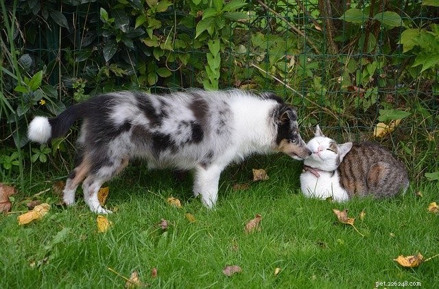 How to Successfully Introduce Your Cat to a Dog: Tips for Harmony