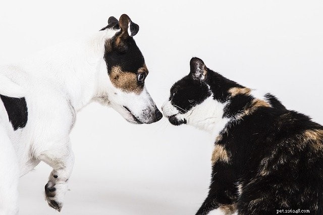 How to Successfully Introduce Your Cat to a Dog: Tips for Harmony
