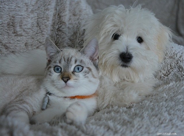 How to Successfully Introduce Your Cat to a Dog: Tips for Harmony