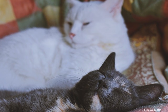 How to Safely Introduce a New Cat to Your Home