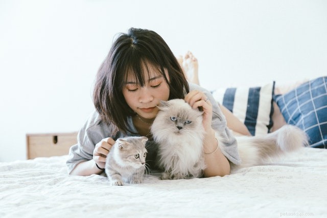 How to Safely Introduce a New Cat to Your Home