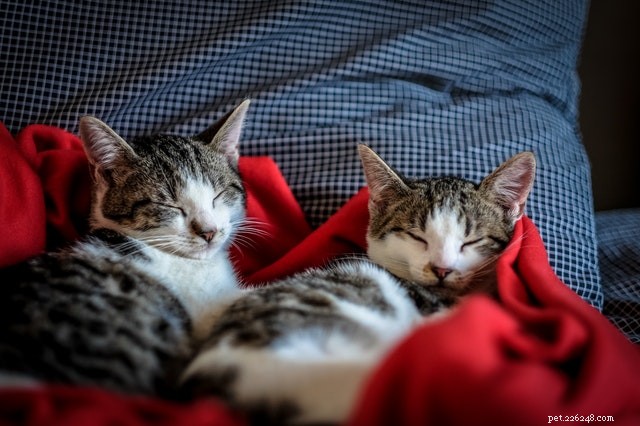 How to Safely Introduce a New Cat to Your Home