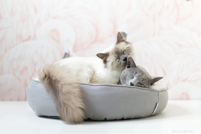 How to Safely Introduce a New Cat to Your Home