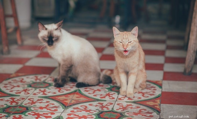 How to Safely Introduce a New Cat to Your Home