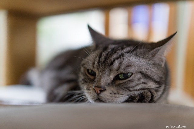 5 Proven Strategies to Win Over a Standoffish Cat
