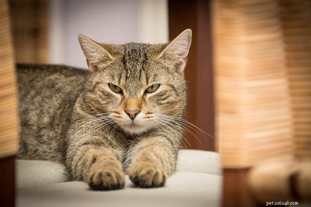 5 Proven Strategies to Win Over a Standoffish Cat