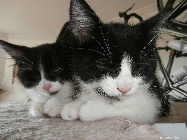 6 Essential Life Skills Kittens Master Through Play