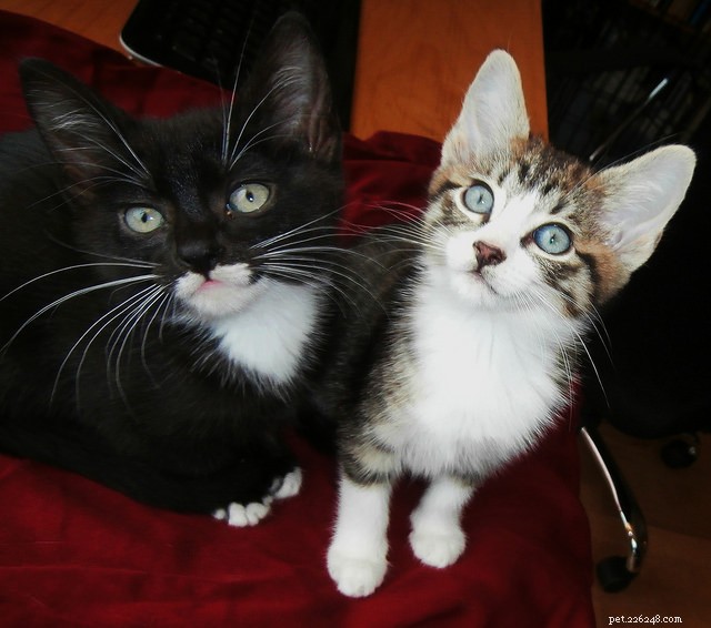 6 Essential Life Skills Kittens Master Through Play
