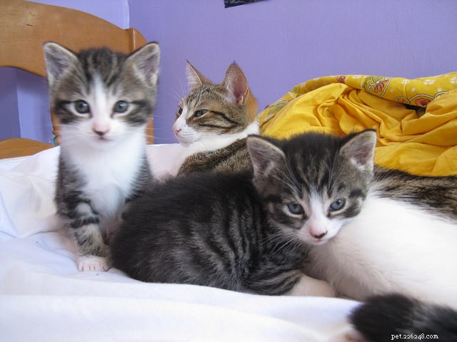 6 Essential Life Skills Kittens Master Through Play
