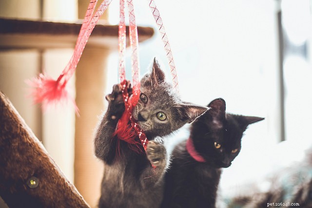 10 Proven Steps to Build Your Cat s Confidence