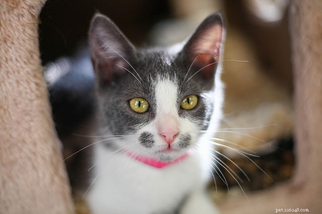 10 Proven Steps to Build Your Cat s Confidence