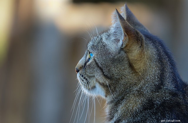 10 Proven Steps to Build Your Cat s Confidence