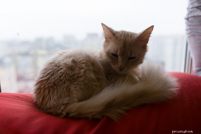 10 Proven Steps to Build Your Cat s Confidence