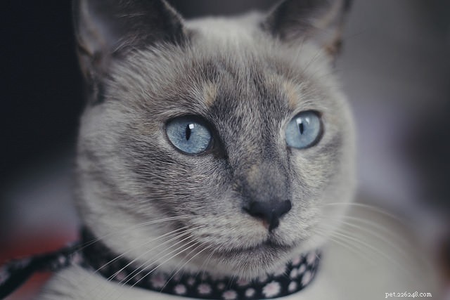 10 Proven Steps to Build Your Cat s Confidence