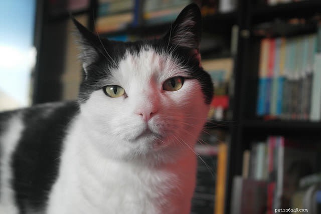 10 Proven Steps to Build Your Cat s Confidence