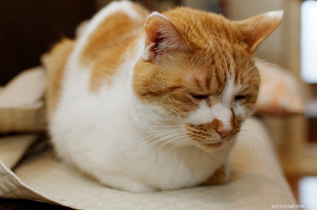 10 Proven Steps to Build Your Cat s Confidence