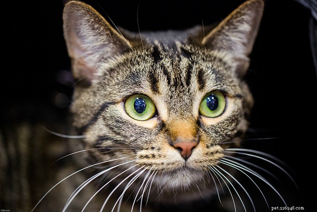 10 Proven Steps to Build Your Cat s Confidence