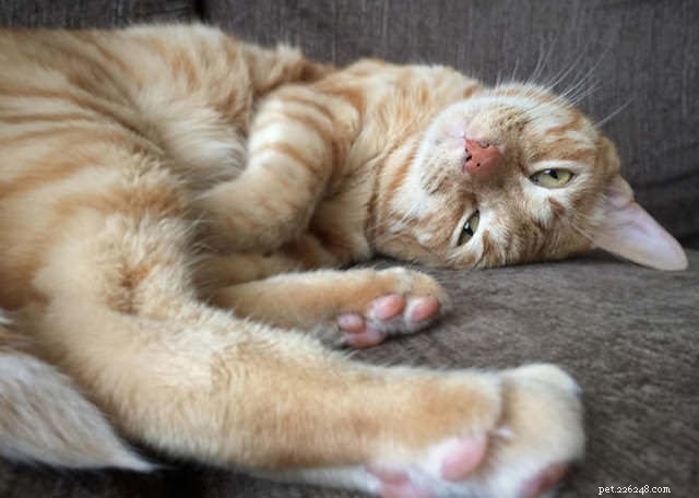 5 Common Mistakes That Reinforce Your Cat’s Unwanted Behavior