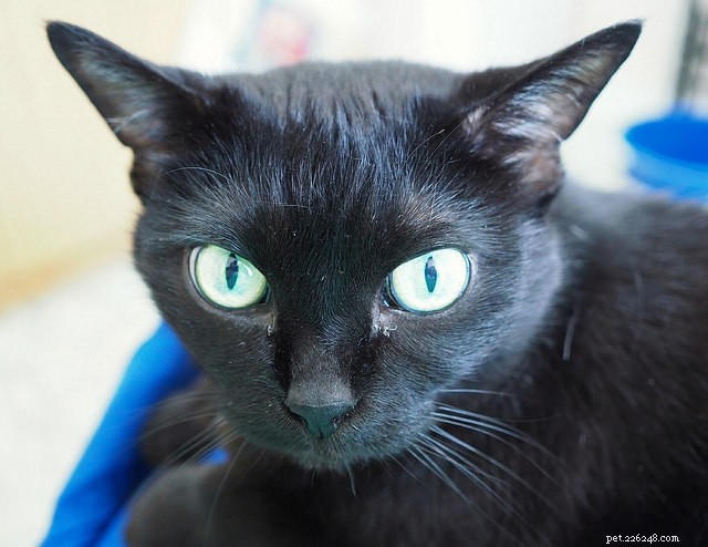 5 Common Mistakes That Reinforce Your Cat’s Unwanted Behavior