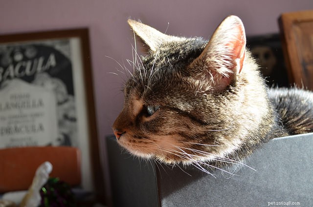 5 Common Mistakes That Reinforce Your Cat’s Unwanted Behavior