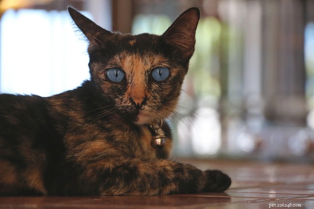 5 Common Mistakes That Reinforce Your Cat’s Unwanted Behavior