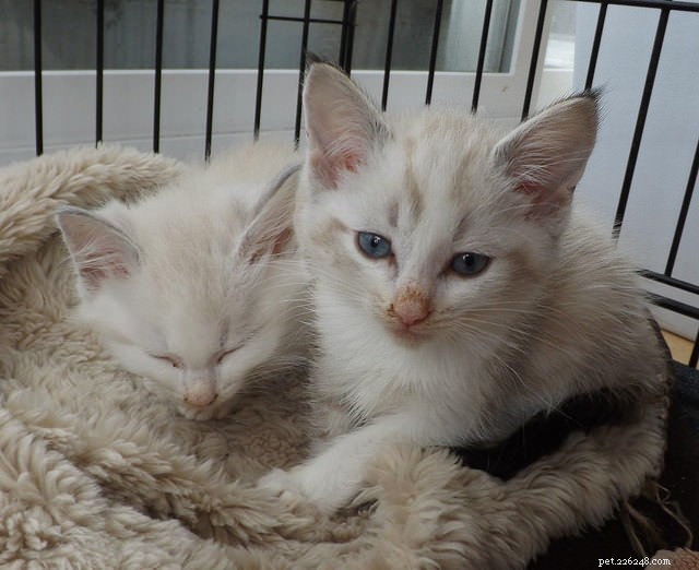 7 Proven Tips for Raising a Well-Adjusted Kitten